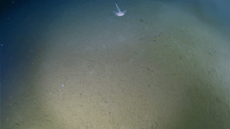 A GIF showing a small white and translucent creature drifting through the water. The creature has a blobby body with a long tail and translucent spikey shapes extending from its sides. 